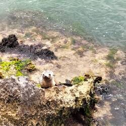 Jonge pelsrob ( fur seal)