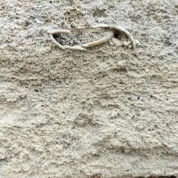 Muur van limestone met schelpen erin