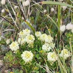 Coast Stackhouisia met ( pluimpjes) hazenstaarten