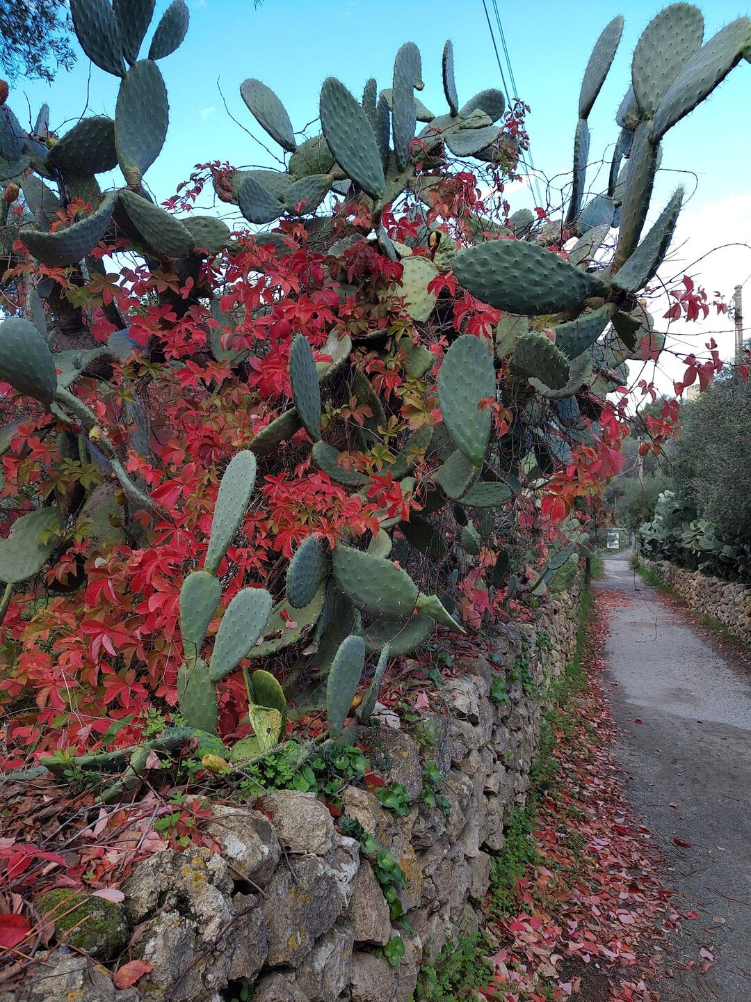 Morgenspaziergang zum Cabo di Milazzo