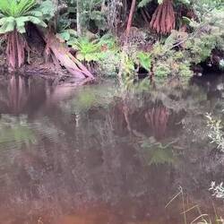 Schnabeltier links oben