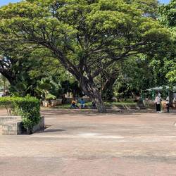 A big tree in the park.