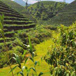Mitten in der Teeplantage