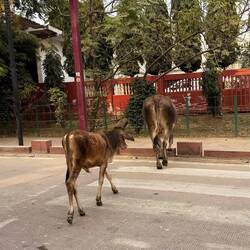 Endlich mal jemand der die Verkehrsregeln beachtet. Überqueren nur am Zebrastreifen!