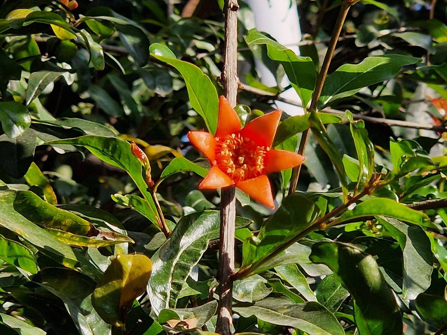 Pomegranate flower