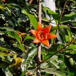 Pomegranate flower
