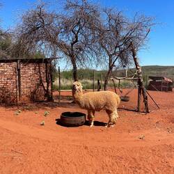 There's a little farm at this resort and it shows why it's called Red Sands