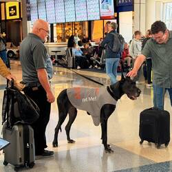 Great Dane Greeter