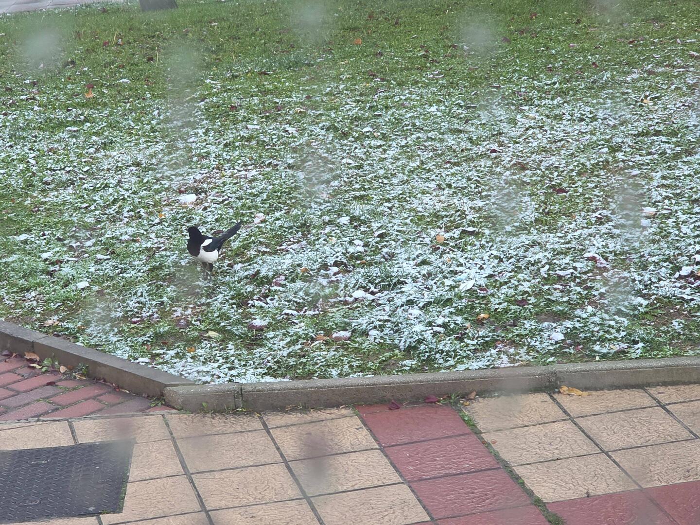 Ohje - Schreck es hat geschnippelt