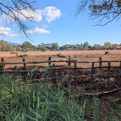 Büffel auf der Wiese