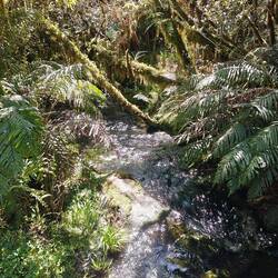 Auf dem Alex Knob Trail