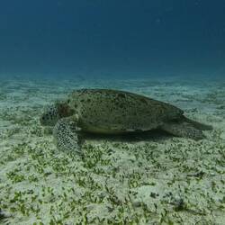 riesigi gruäni Meeresschildkrot🤩😍