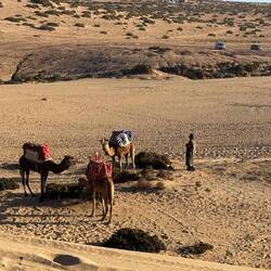 Der Muezzin ruft, der Kameltreiber geht sofort in Stellung ...