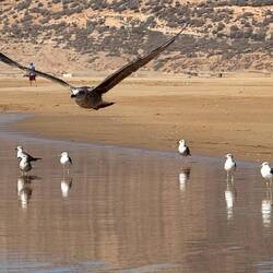 ... dann auf Mövenjagt gehen