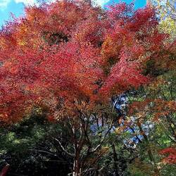 This might be today's winning tree from a colors perspective...