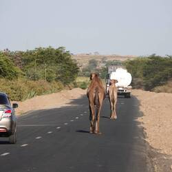 Wir teilen die Straße sogar mit Kamelen