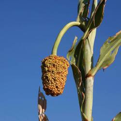 Sorghum, eine Hirseart