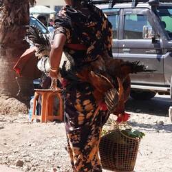 So kann man Hühner auch transportieren