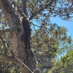 Waran der Kletterkünstler