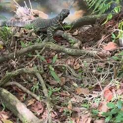 australischer Buntwaran