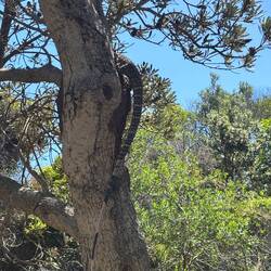 Australische Wasseragame