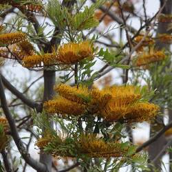 Grevillea