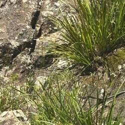 wer sieht die Schlange ?