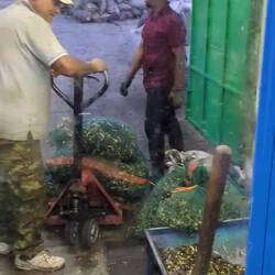 Casual visit to an olive oil mill 🫒