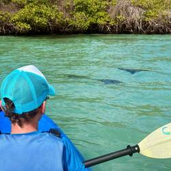 Eagle Rays
