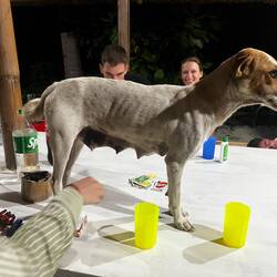Wir haben dann mit der Hündin UNO gespielt 😅