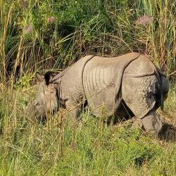 Nashornbaby