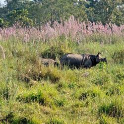 Nashorn