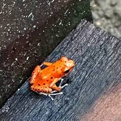 Red Frog (Pfeilgiftfrosch 2 cm)