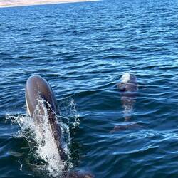 Common Dolphins