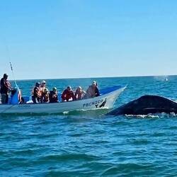 Nochmal Whale Watching