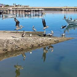 Pelikane lauern im Hafen