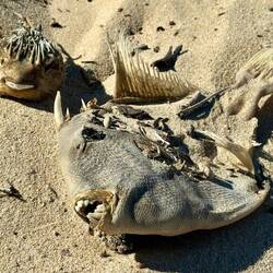 Grinsende „Trockenfische“ am Strand