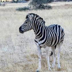 ...und glücklicherweise auch unsere dazugehörenden Lieblingstiere! 🦓