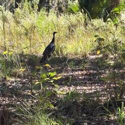 A turkey along the path
