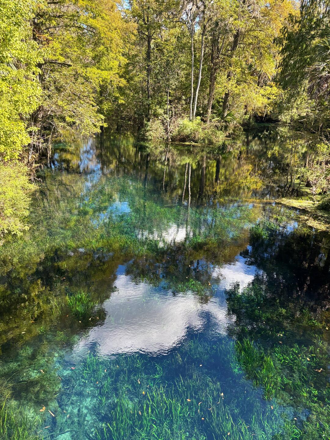 Clear spring water. It looks like a reflection but it's the grass on the bottom