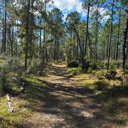 Lots of sand and pine needles