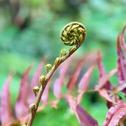 Wieder Farne wie in Neuseeland 💚