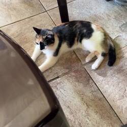 Beim Essen sind wir nicht alleine... 🐶🐈