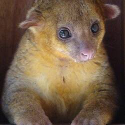 The kinkajo had gone into a deep hole in a tree, so I borrowed this from the interweb...