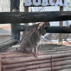 Think of your large, old tabby... then triple it. That's one of these little critters...