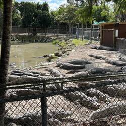 Gators, ready for the 'feeding show'. I would be too, if I was them.
