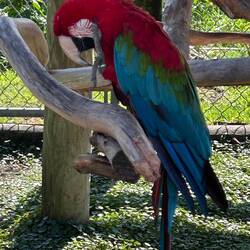 Red-and-green macaw (Ara chloropterus), also known as the green-winged macaw