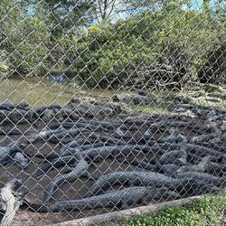 Juveniles, coming along nicely...