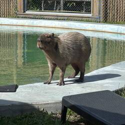 Meet the world's biggest rodent... capybara