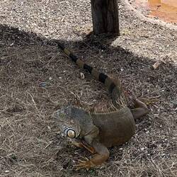 Green iguana, a large, tree-dwelling lizard native to Mexico, Central and Sth America